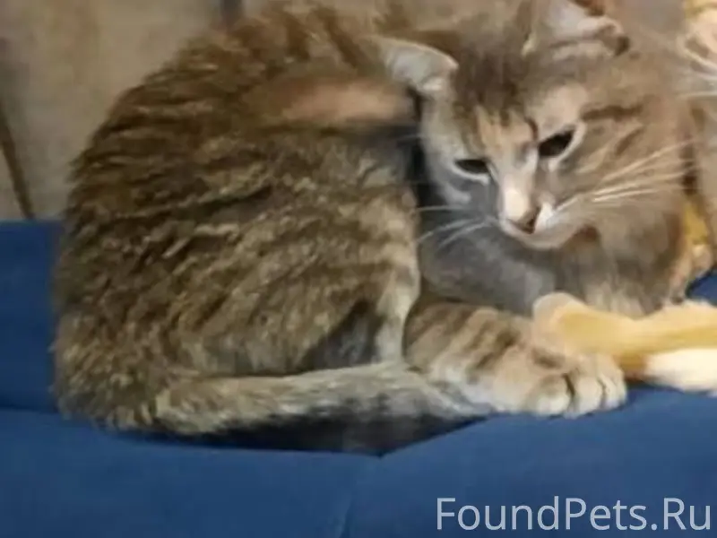 Пропала кошка Бусинка. Убежала...