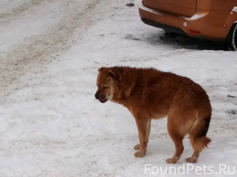 На Девице ходит пёс.Явно пород...