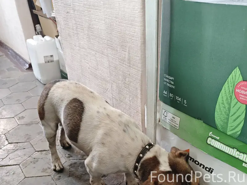 Нашли собаку,в районе Магистра...