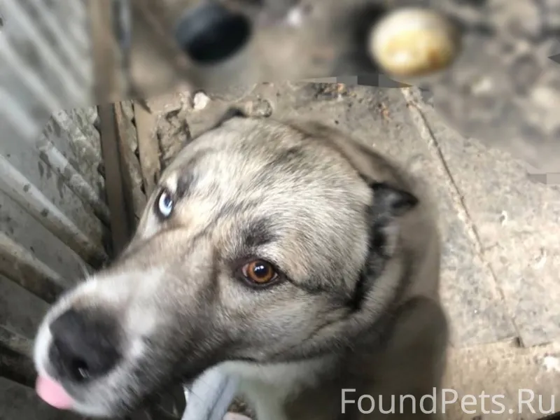 Потерялась собака в районе Цен...