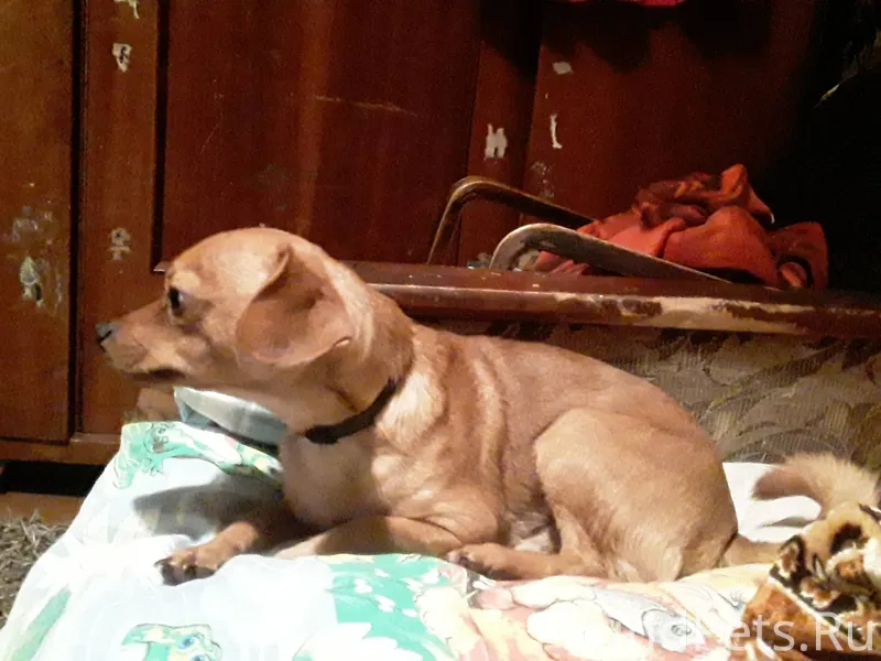 Пропала собака! В районе юргор...