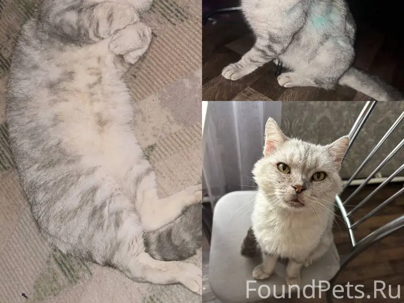 ПРОПАЛ КОТ в стороне военного ...