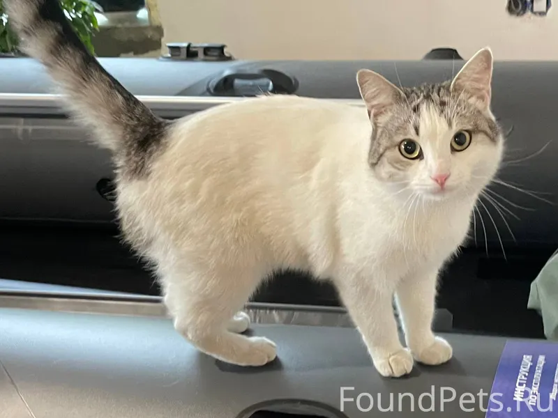 Пропала кошка! Пропала в район...