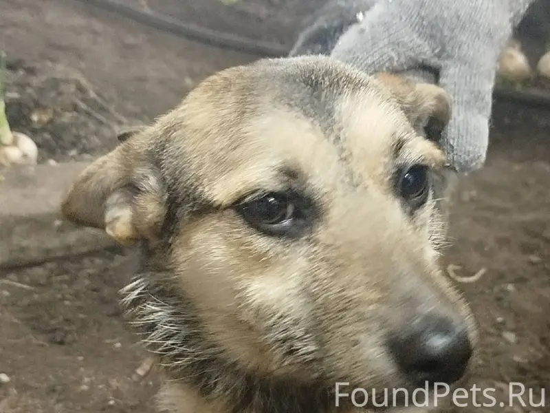 Курган!!! Сос!!! Чья потеряшка...