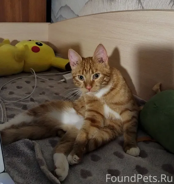 Пропал кот, рыжего цвета, зову...