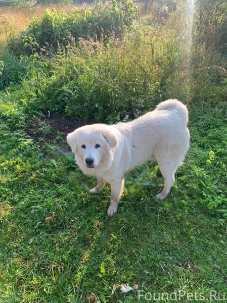 #Калужская_область ВНИМАНИЕ!!!...