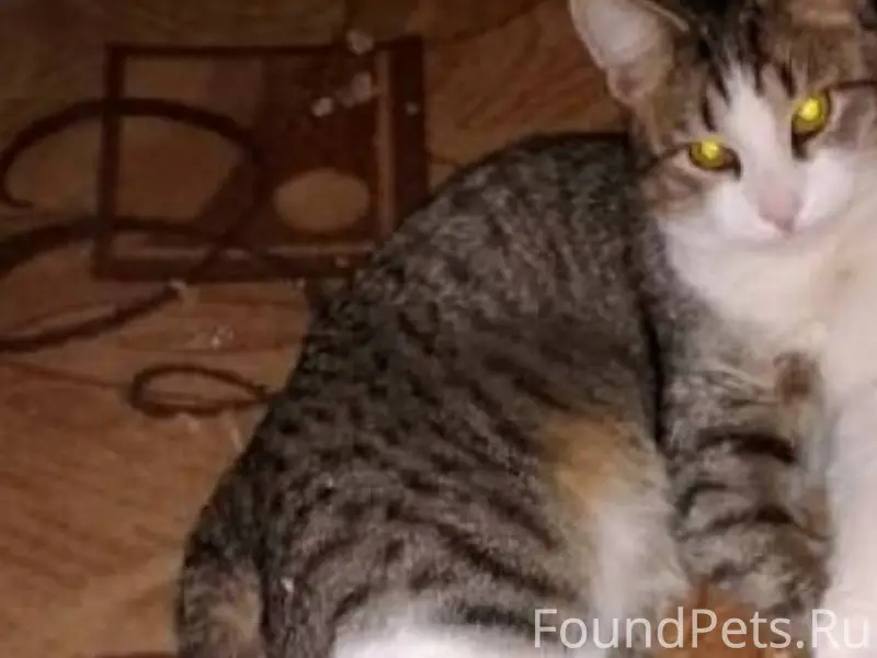 Саши Чекалина. Пропал кот(((89...