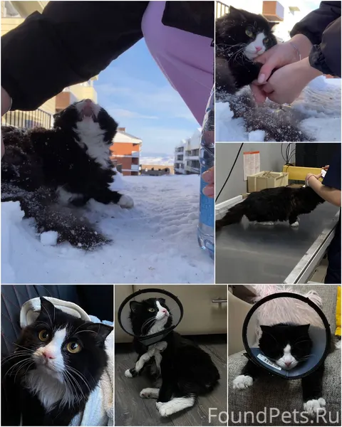 НАЙДЕНА КОШЕЧКА ❗️БЫЛА ПРИМЕРЗ...