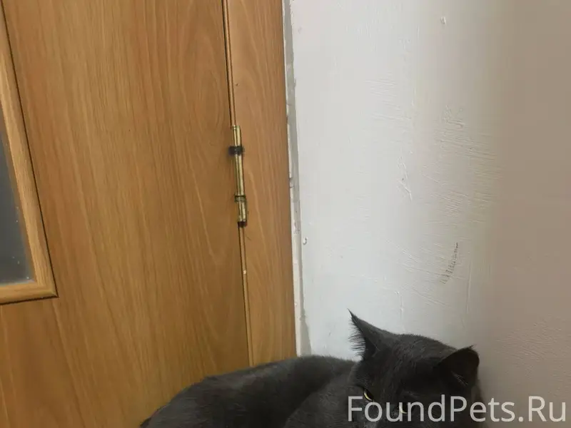 Найдена кошка (или кот) после ...