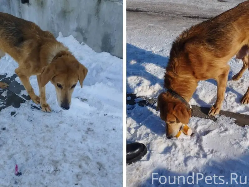 Пес в истощенном состоянии. На...