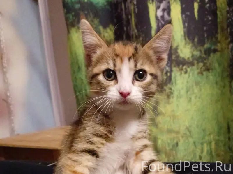 В районе Ново-Солдатского пере...