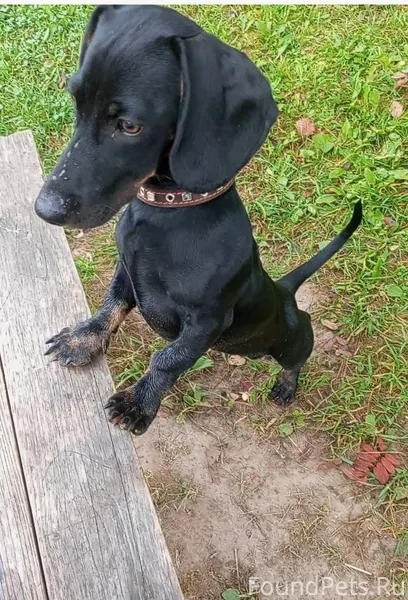 Пропала собака в районе старог...