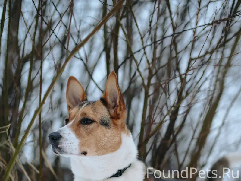 Кира замечательная молодая соб...