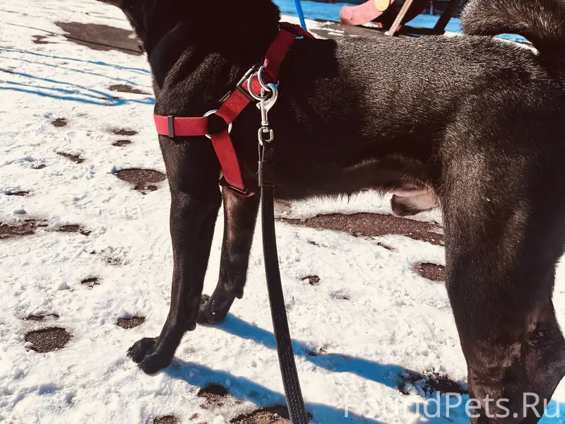 ‼️Сорвалась и убежала собака ш...