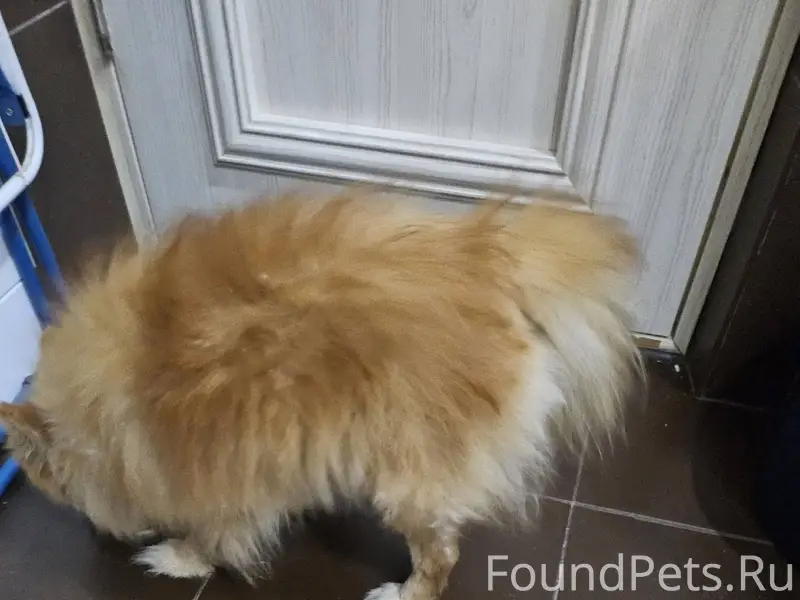 На Мамайке найден кабель шпица...