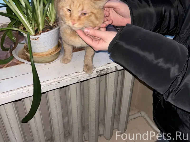 Найден кот, очень ласковый, в ...
