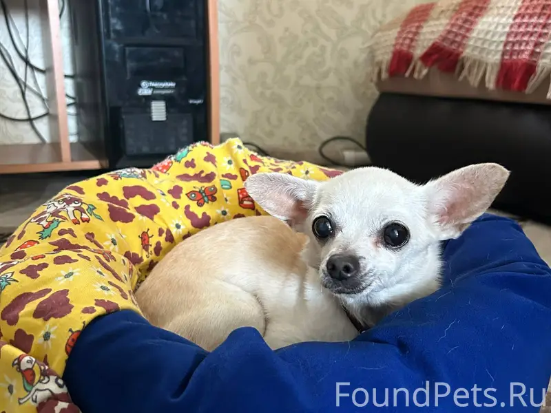 Помогите !🆘 Пропала собака! Ра...