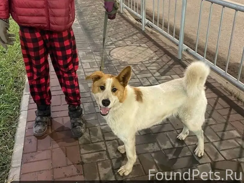 Пропала собака 🙏 Разместите, п...