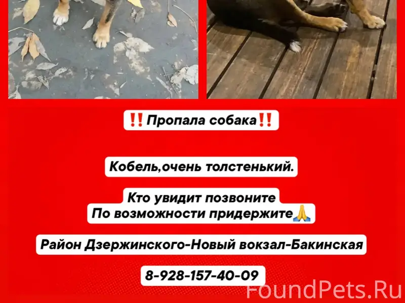 Пропал с места обитания пёс Бу...