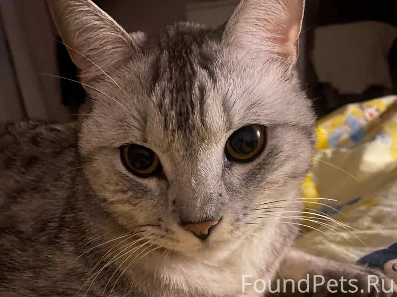 ПРОПАЛ КОТ! ОЧЕНЬ СРОЧНО! 20 я...