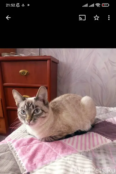 Пропал кот в районе Лукьянцева...