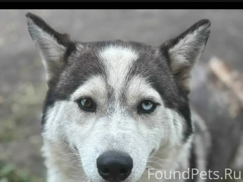 Пропала собака-лайка, район но...