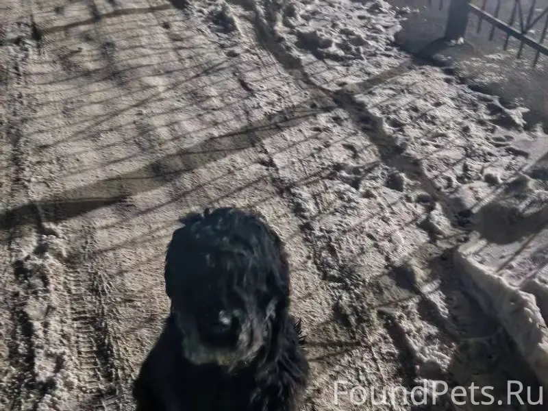 Бегает пёс на зубрицкого 1 с.....