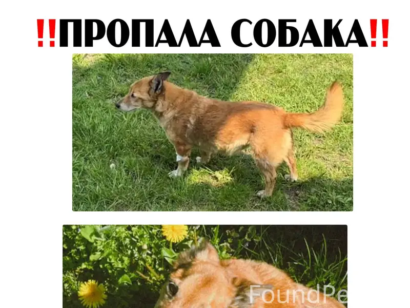 Пропала собака 19.01.2026 прим...