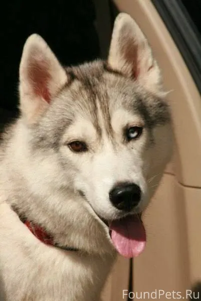 ПОТЕРЯЛСЯ ХАСКИ В НОВОИЛЬИНСКО...