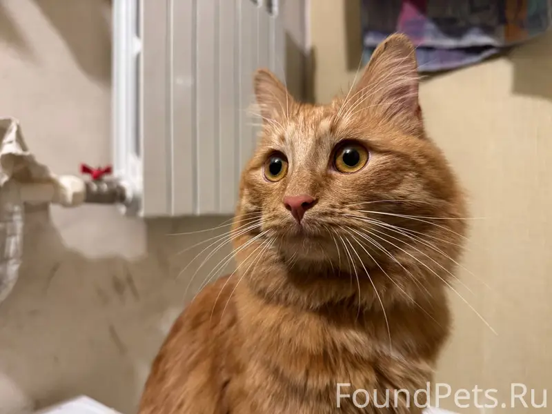 Найден кот/кошка рыжего окраса...