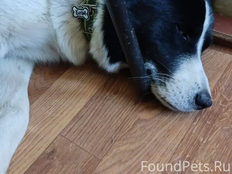 Не теряем надежды найти Бима. ...