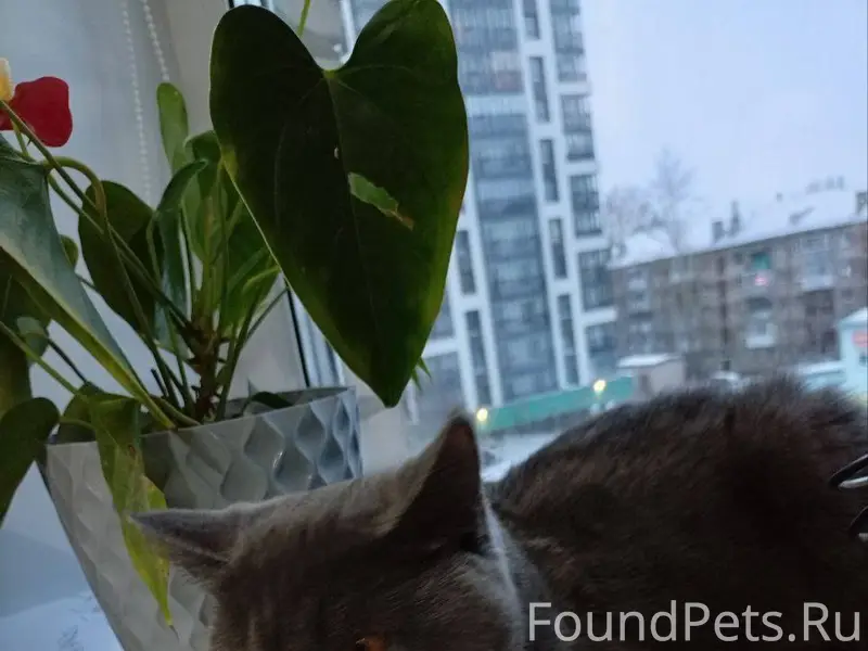 ❗️ ❗️ ❗️ Пропала кошка!!! Райо...