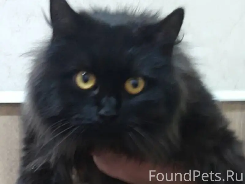 Воскресенск моск. обл. Найдена...