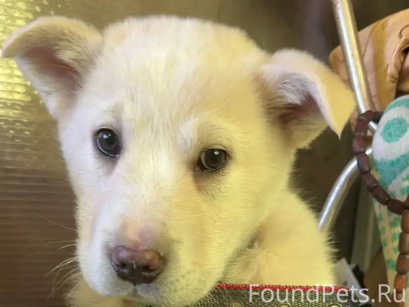 Пропал щенок 18.01 ориентирово...