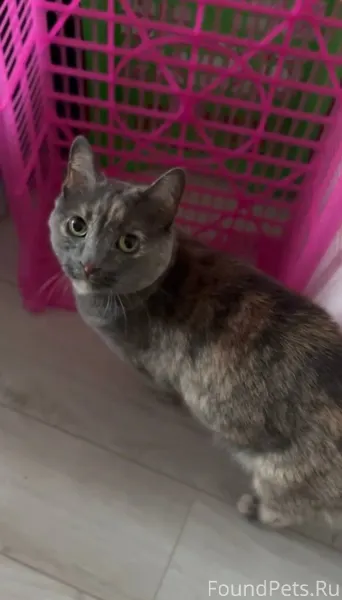 ПРОПАЛА кошка по имени Мася! 1...