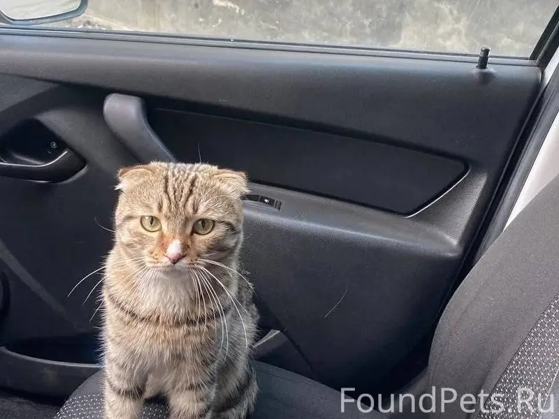 Пропал кот в районе мкр. Черём...