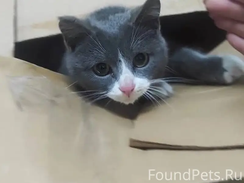 Вчера вечером был найден котён...