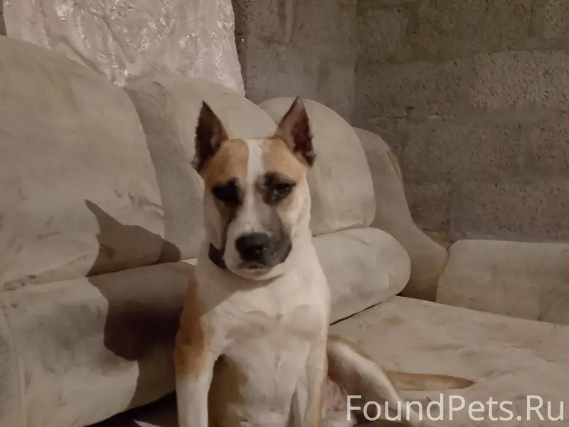 Пропала собака стаффордширский...