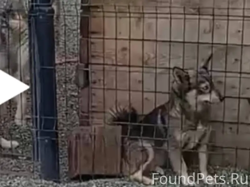Пропала собака! Помогите пожал...
