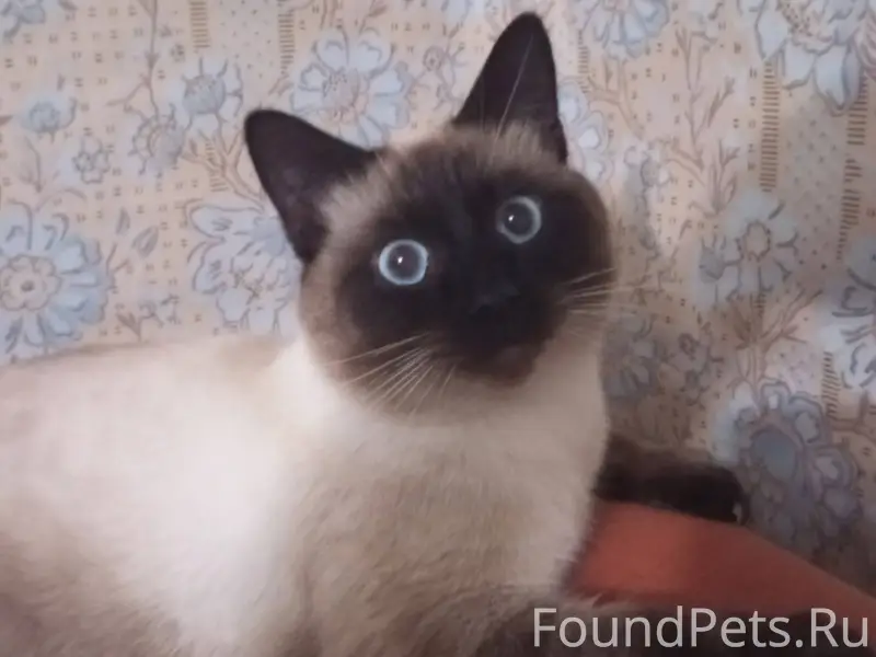 Пропал кот откликается на клич...