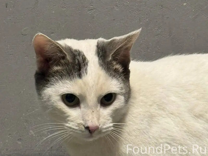 Найден кот ! 64 армии 36 Крупн...