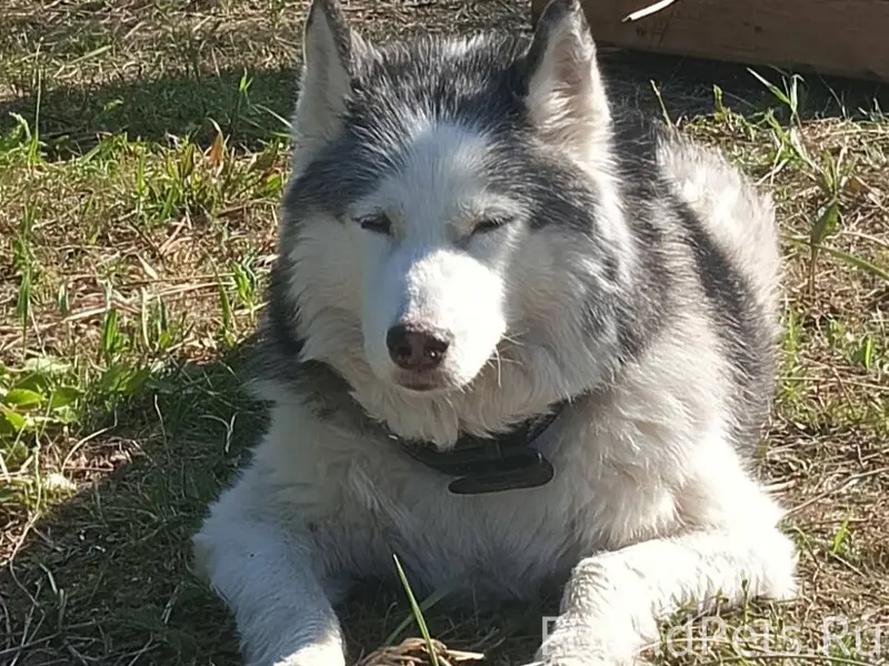 Пропала собака, по кличке Джес...