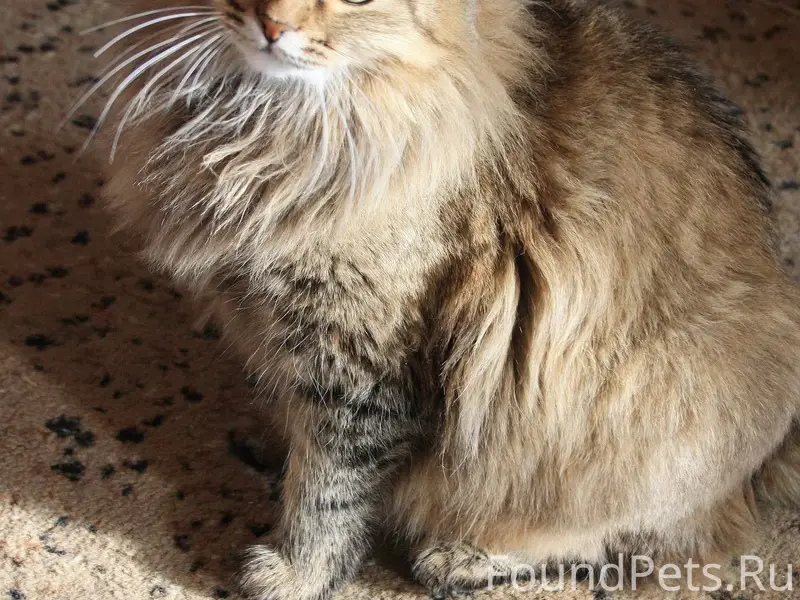 Помогите пожалуйста🙏🏻 Перепост...