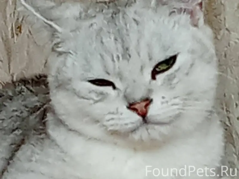 Пропал кот! На левом берегу! Ч...