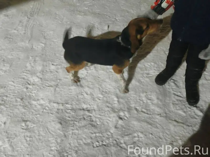 Собака потерялась и ищет своег...