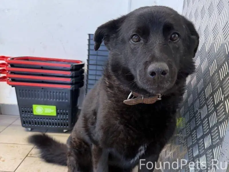 В Подмосковье нашёлся пёс, мес...