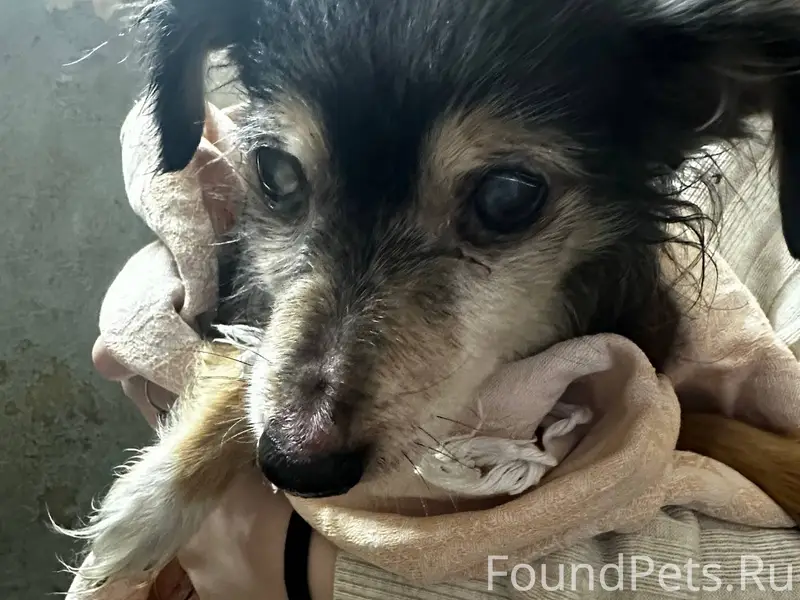 Найдена собака,в районе 62-64....