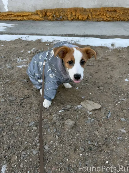 Улан-Удэ Потерялся щенок Джек ...