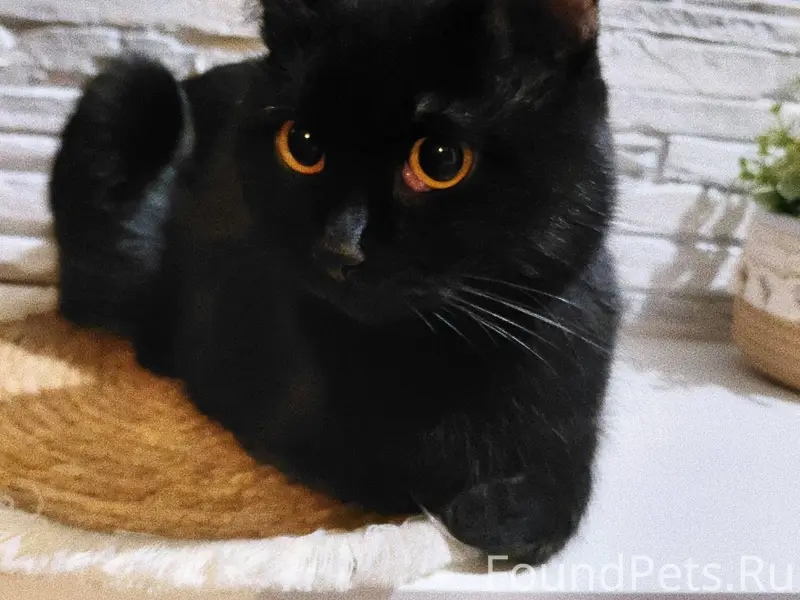 Кот был найден в подъезде, сей...