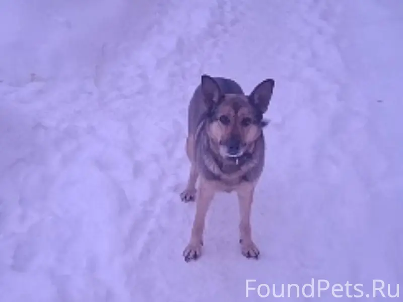 Пропала собака , зовут Жужа . ...